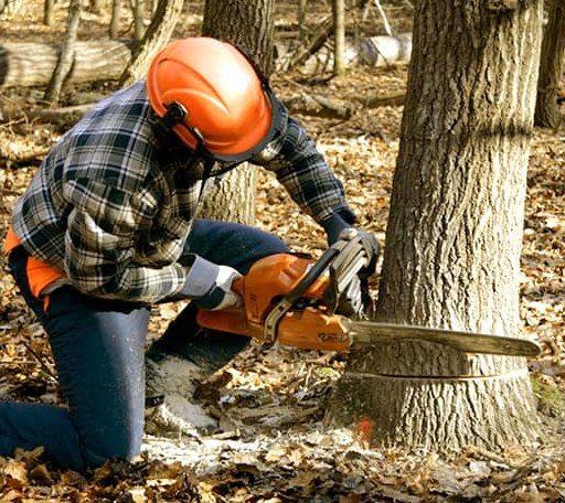 Tree Removal in Carlsbad, TX
